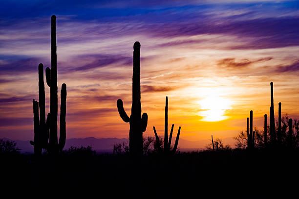 istock Saguaro Cactus in Desert at Sunset 601011252