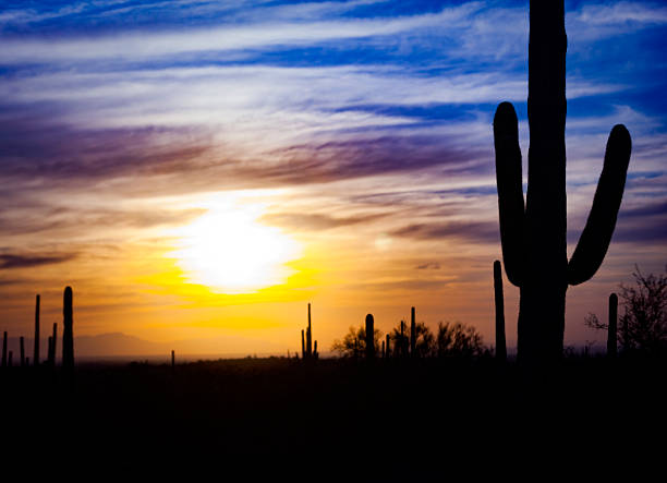 istock Saguaro Cactus in Desert at Sunset 601011254
