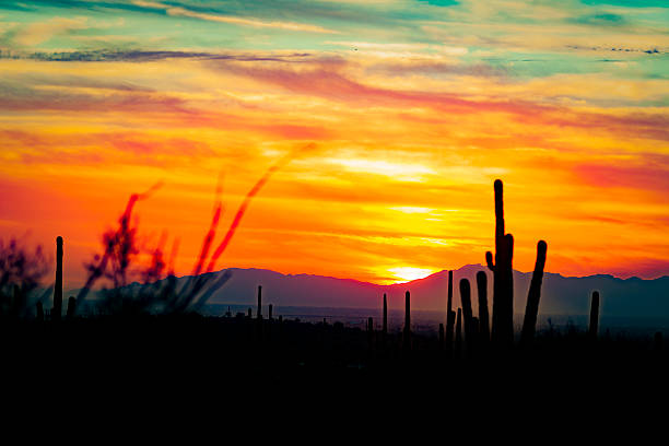 istock Saguaro Cactus in Desert at Sunset 601011256