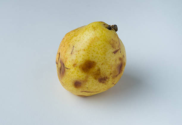 Bruised and Spotted Pear Fruit Bruised and Spotted Pear - Perfectly fine food that's past prime with spots and bruises. bruised fruit stock pictures, royalty-free photos & images