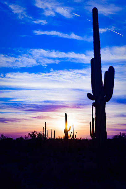 istock Saguaro Cactus in Desert at Sunset 601011310