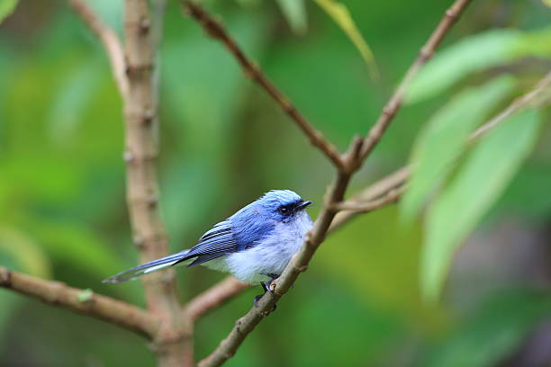 istock White-tailed blue flycatcher (Elminia albicauda) in Volcano National Park,Rwanda 601012566