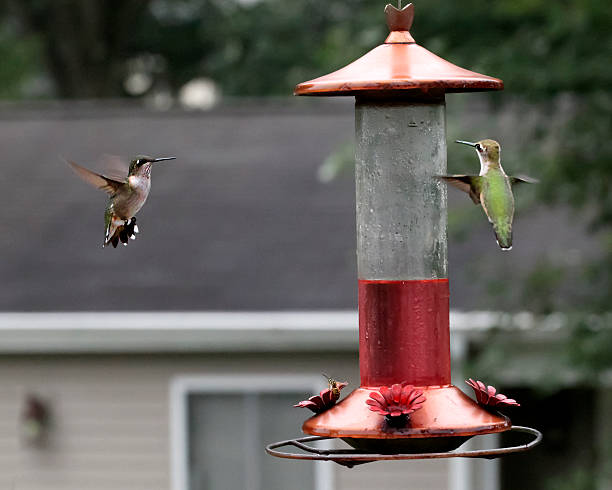 Two hummingbirds approach backyard feeder. stock photo