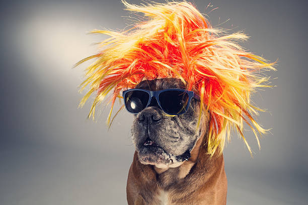 Cão boxeador usando peruca e óculos escuros - foto de acervo