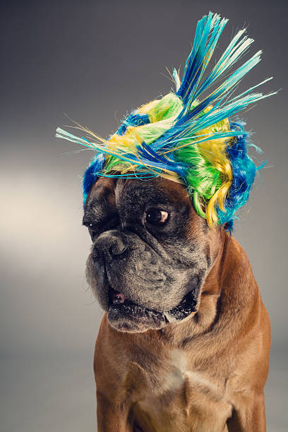 istock Boxer dog wearing wig 601015594