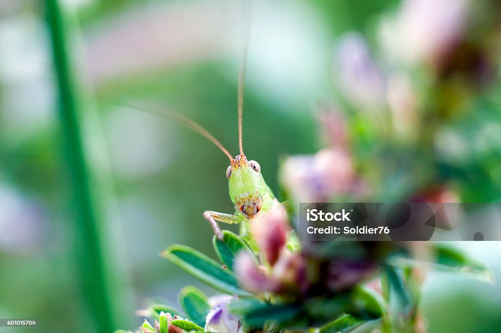 locust It's locust face Animals In The Wild Stock Photo
