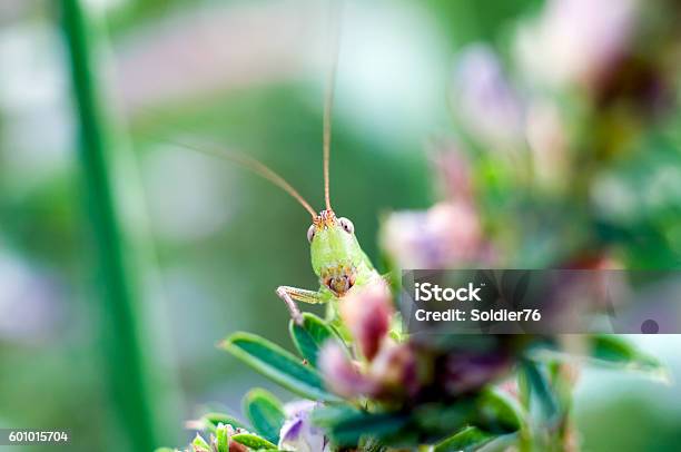 Locust Stock Photo - Download Image Now - Animals In The Wild, Close-up, Environmental Conservation