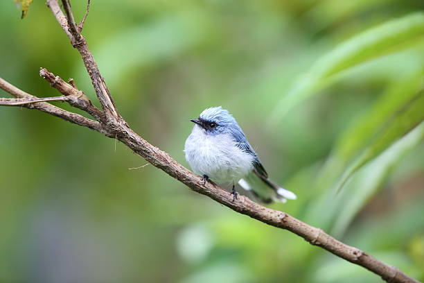 istock White-tailed blue flycatcher (Elminia albicauda) in Volcano National Park,Rwanda 601015886