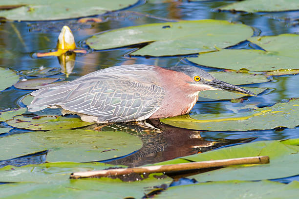 istock Green Heron amid lily pads 601016554