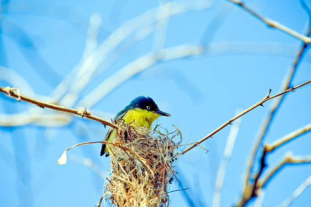 istock Common tody-flycatcher, bird distributed by Tropical America 601017532