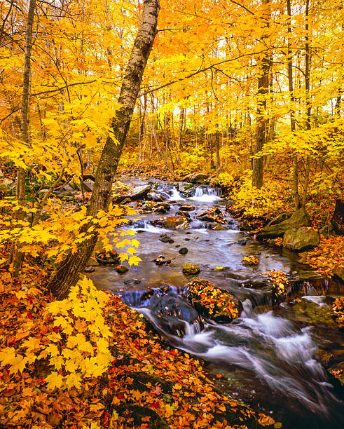 istock Autumn color with cascading stream Green Mountains,VT 601017734