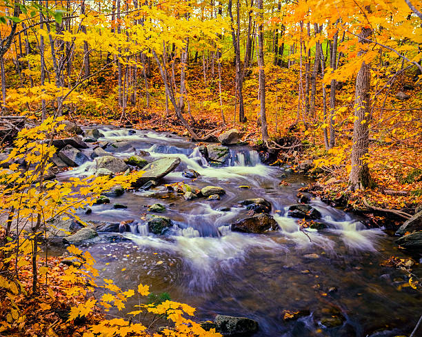 istock Autumn color with cascading stream Green Mountains,VT 601017760