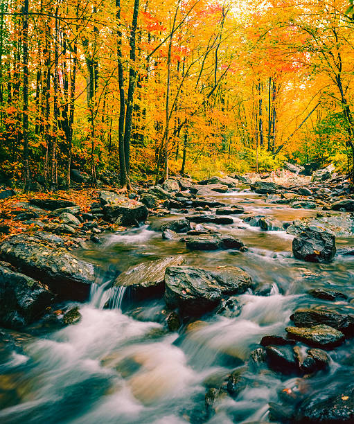 istock Autumn color with cascading stream Green Mountains,VT 601017774