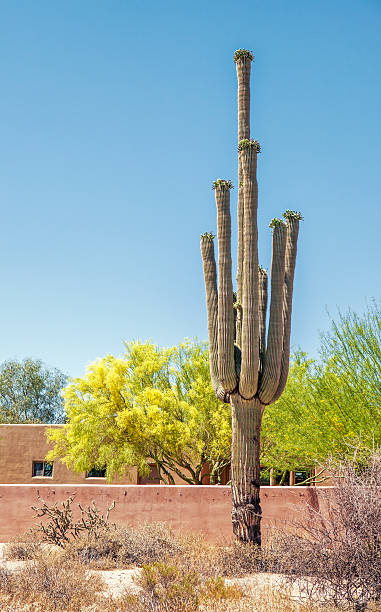 istock Saguaro Cactus in front of a Building 601017984