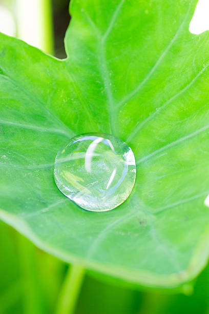 Single shinny big dew on the leaf of taro