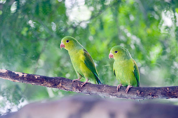 istock Plain parakeet, endemic bird of the Brazil 601019206