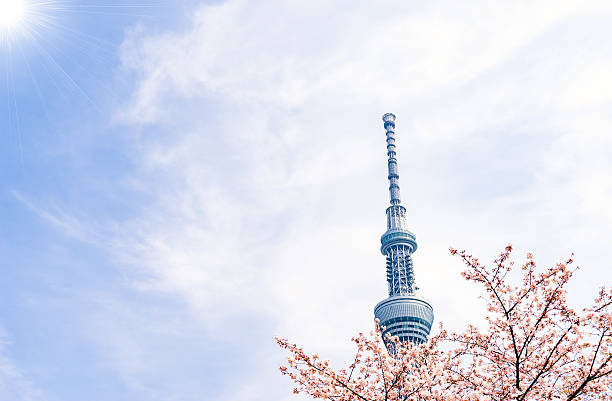 Sakura tree on the background of a television tower in Tokyo