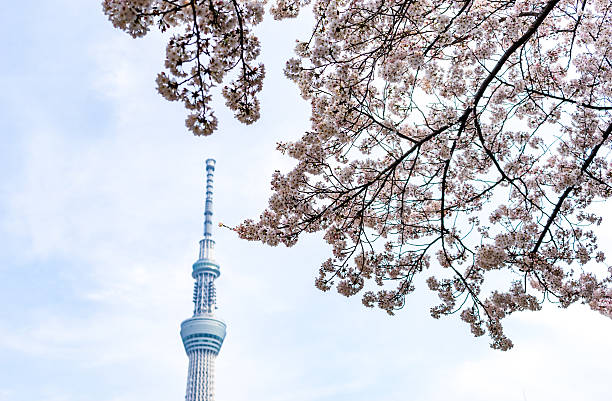 Sakura tree on the background of a television tower in Tokyo