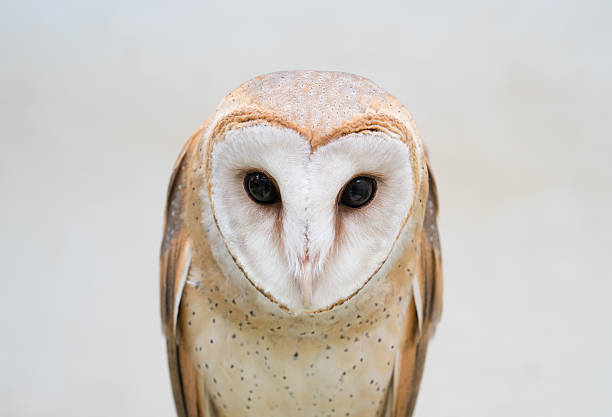 sowa stodoła zwyczajna - owl endangered species barn night zdjęcia i obrazy z banku zdjęć