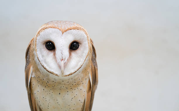 sowa stodoła zwyczajna - owl endangered species barn night zdjęcia i obrazy z banku zdjęć