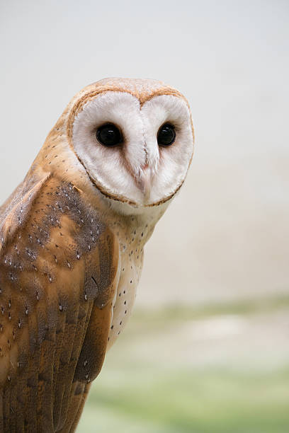 sowa stodoła zwyczajna - owl endangered species barn night zdjęcia i obrazy z banku zdjęć