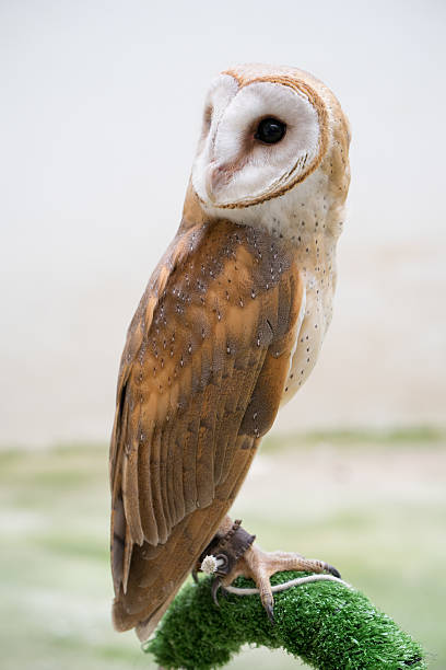 sowa stodoła zwyczajna - owl endangered species barn night zdjęcia i obrazy z banku zdjęć