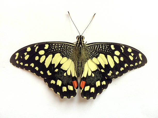istock Beautiful Butterfly isolated on white background. 601020446