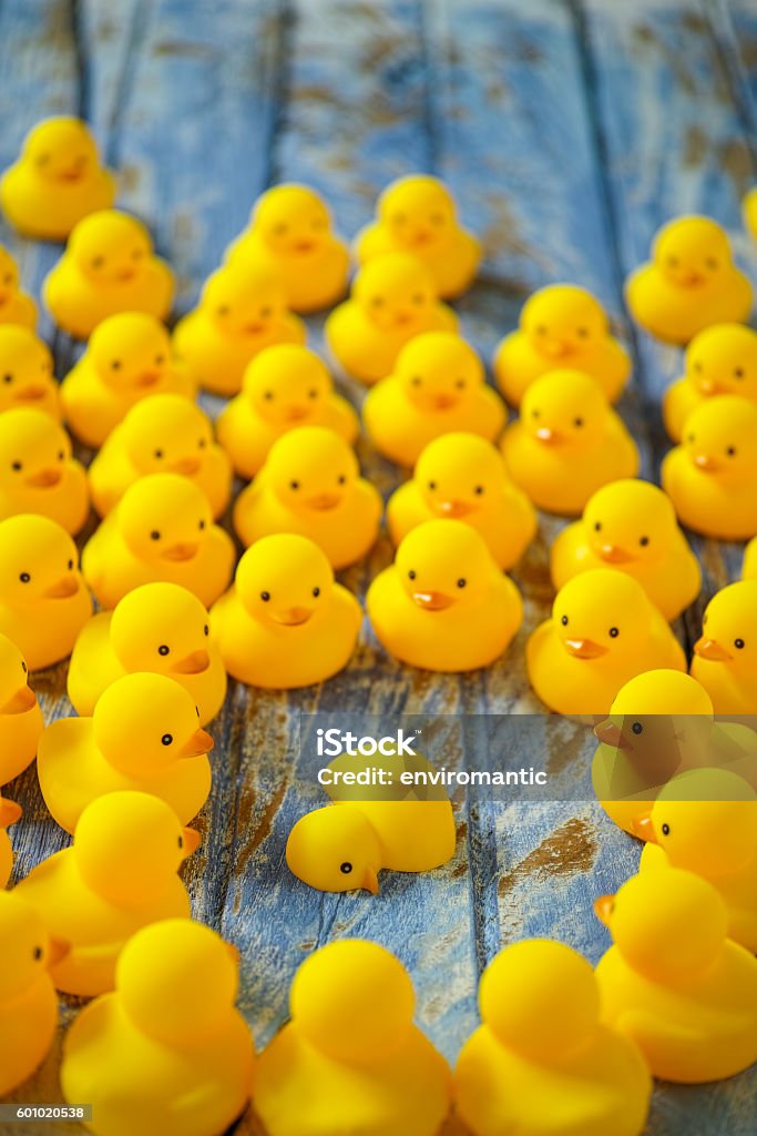 Multitud De Patos Reunidos Alrededor De Un Pato Muerto Foto de stock y más banco de imágenes de Ahogarse - iStock Multitud De Patos Reunidos Alrededor De Un Pato Muerto Foto de stock y más banco de imágenes de Ahogarse - iStock