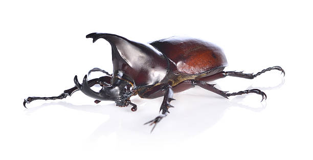 istock Male Rhinoceros beetle on white 601020730