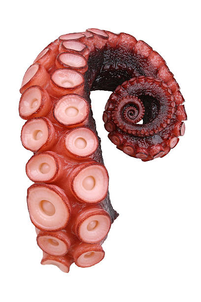 pulpo, tentáculos de pulpo aislados sobre fondo blanco - octopus tentacle isolated white fotografías e imágenes de stock
