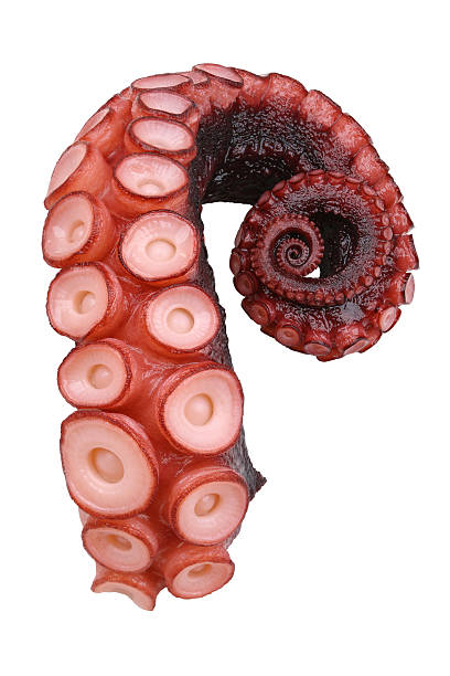 octopus, tentacles of octopus isolated on white background