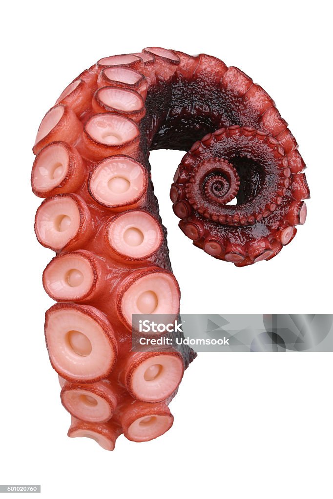 octopus, tentacles of octopus isolated on white background Octopus Stock Photo