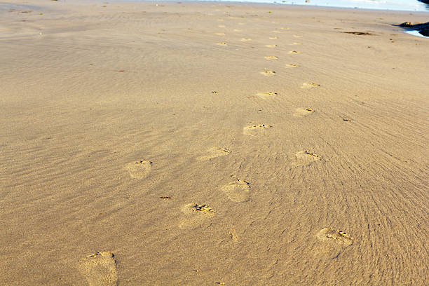 istock Footprints in the sand on Polzeath beach 601021764
