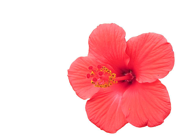 istock Pollens and stigma of Hibiscus  flower. 601022948
