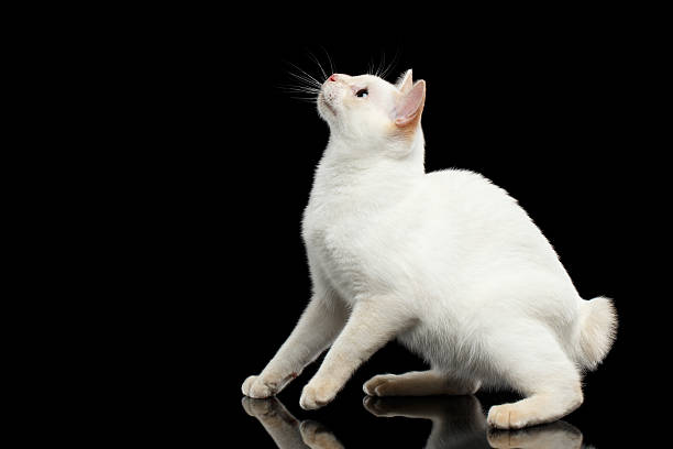 istock Beautiful breed without Tail Mekong Bobtail Cat Isolated Black Background 601023734