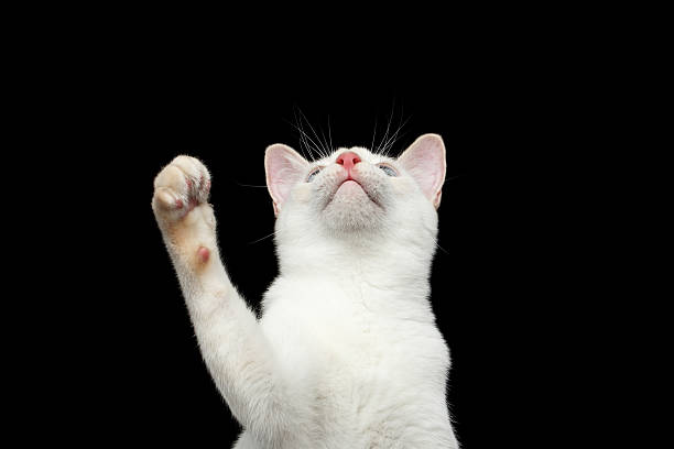 istock Beautiful breed without Tail Mekong Bobtail Cat Isolated Black Background 601023850