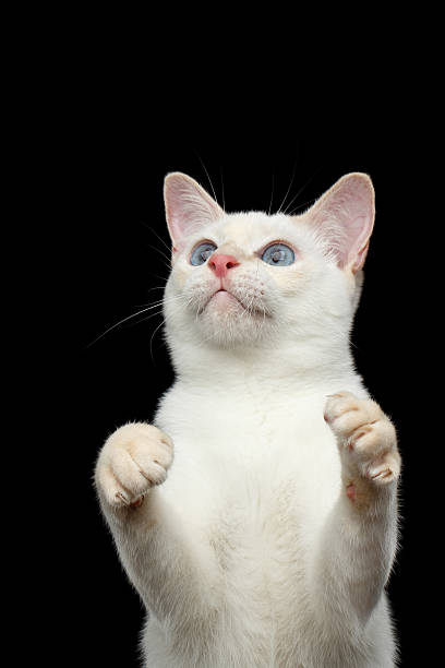 istock Beautiful breed without Tail Mekong Bobtail Cat Isolated Black Background 601023900