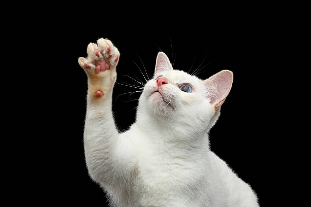 istock Beautiful breed without Tail Mekong Bobtail Cat Isolated Black Background 601023958