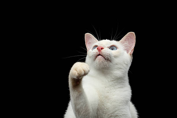 istock Beautiful breed without Tail Mekong Bobtail Cat Isolated Black Background 601023992