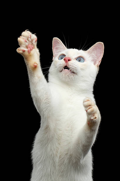 istock Beautiful breed without Tail Mekong Bobtail Cat Isolated Black Background 601024028