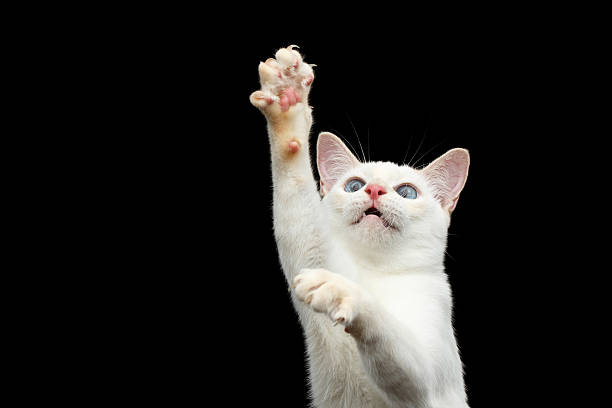 istock Beautiful breed without Tail Mekong Bobtail Cat Isolated Black Background 601024050