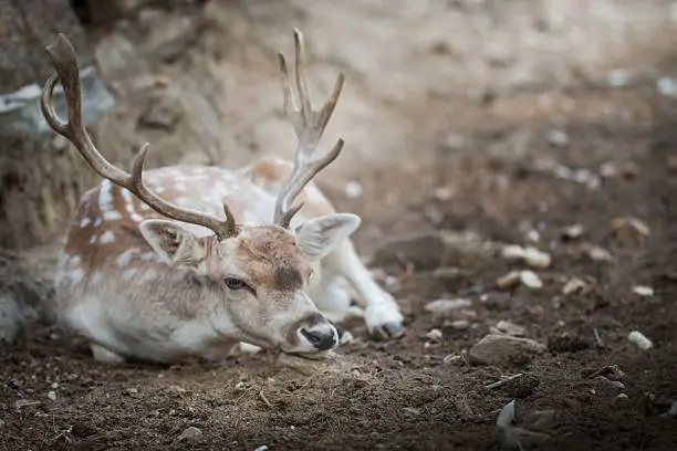 Deer (Cervinae) close-up, natural wild environment