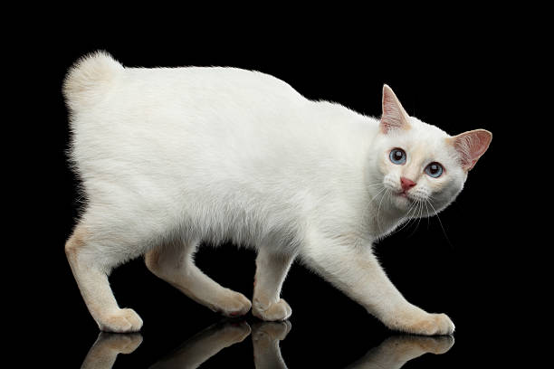 istock Beautiful breed without Tail Mekong Bobtail Cat Isolated Black Background 601024142