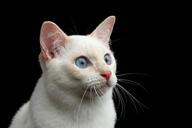 istock Beautiful breed without Tail Mekong Bobtail Cat Isolated Black Background 601024192
