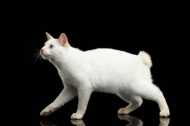 istock Beautiful breed without Tail Mekong Bobtail Cat Isolated Black Background 601024338