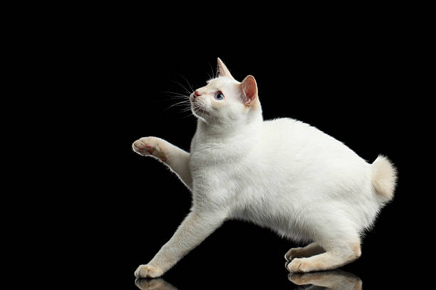 istock Beautiful breed without Tail Mekong Bobtail Cat Isolated Black Background 601024412