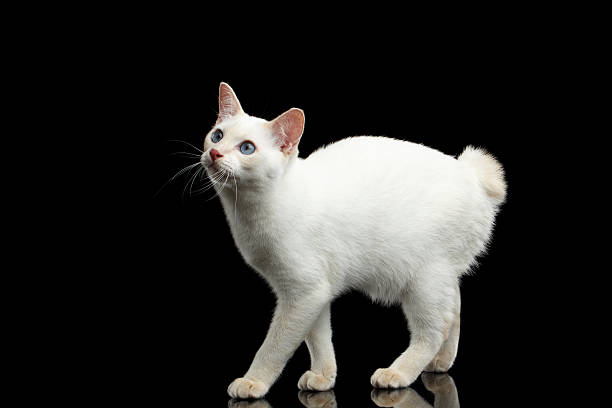 istock Beautiful breed without Tail Mekong Bobtail Cat Isolated Black Background 601024474