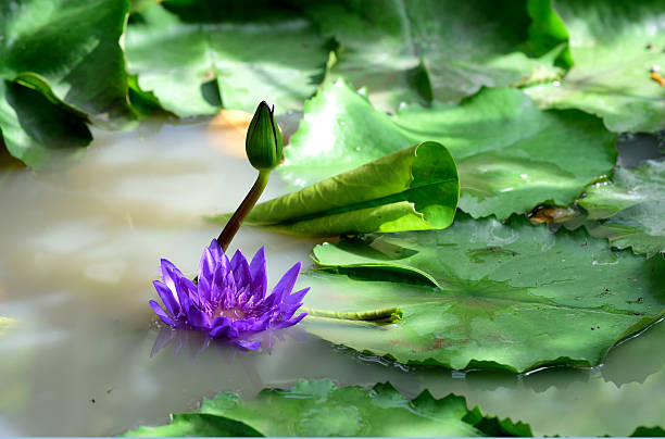 lotus "  - water lily lily water water garden stock-fotos und bilder