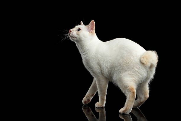 istock Beautiful breed without Tail Mekong Bobtail Cat Isolated Black Background 601024722