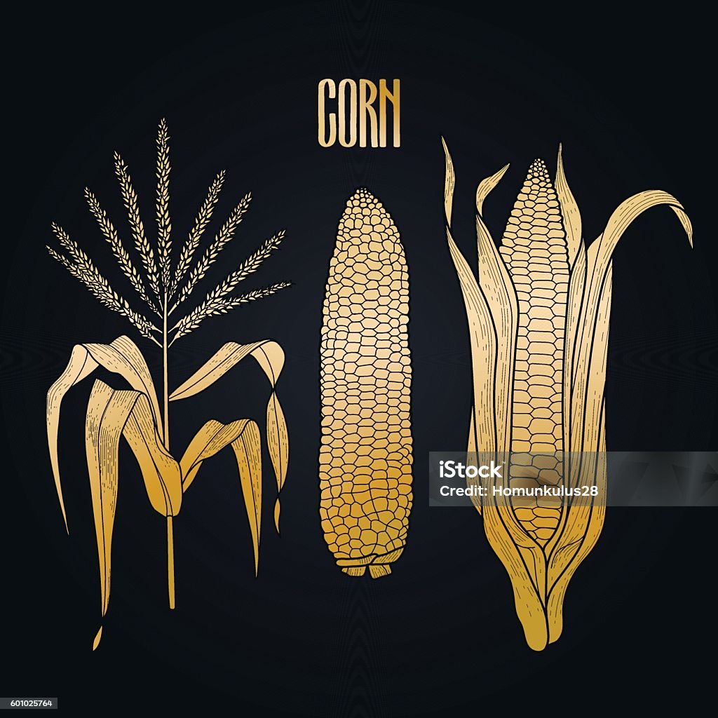 Corn Collection Graphic Corn Collection Stock Illustration - Download Image Now - Corn ...